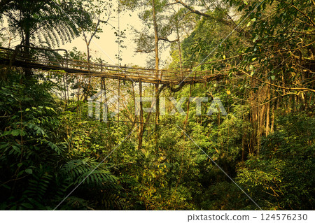 Living root bridge in Meghalaya, India Living root bridge in Meghalaya, India 124576230