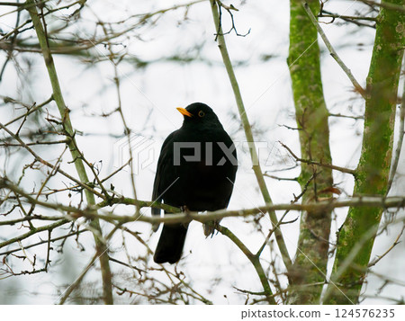blackbird sitting on a tree branch in the forest in winter 124576235