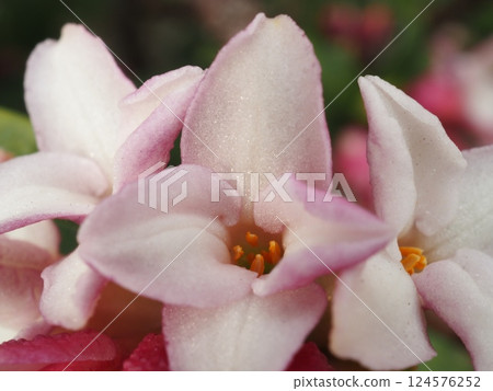 閃亮的蠟梅花（20250324144652） 124576252