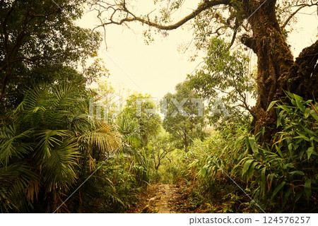 Trail in Meghalaya region, India 124576257