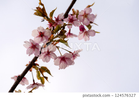 Pale pink Kawazu cherry blossoms bloom in early spring 124576327
