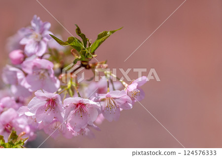 Pale pink Kawazu cherry blossoms bloom in early spring 124576333