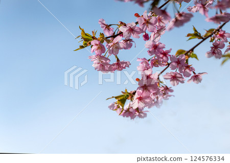 Pale pink Kawazu cherry blossoms bloom in early spring 124576334