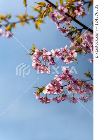 Pale pink Kawazu cherry blossoms bloom in early spring 124576335