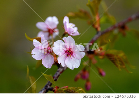 Pale pink Kawazu cherry blossoms bloom in early spring 124576336