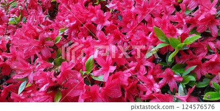 紅杜鵑花 124576576