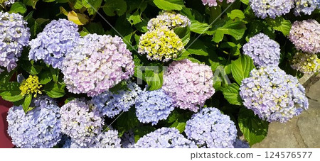 各種繡球花 各種繡球花 124576577