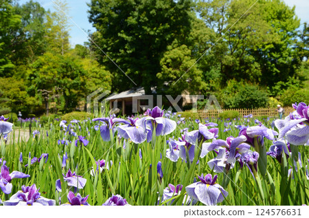 Iris flowers at Johoku Iris Garden in Osaka Iris flowers at Johoku Iris Garden in Osaka 124576631