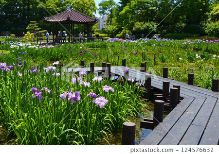 大阪城北菖蒲花園的景色,菖蒲盛開 大阪城北菖蒲花園的景色,菖蒲盛開 124576632