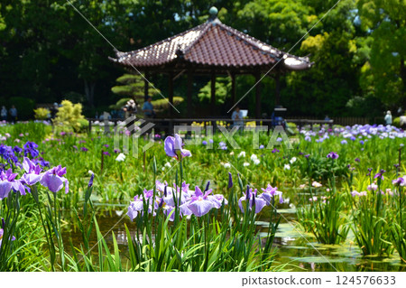 大阪城北菖蒲花園的景色,菖蒲盛開 大阪城北菖蒲花園的景色,菖蒲盛開 124576633