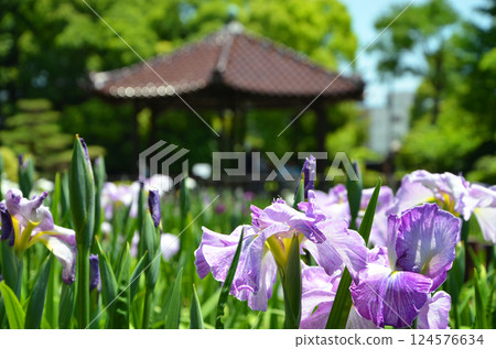 大阪城北鳶尾花園的鳶尾花 124576634