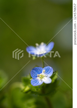 Spring awakening 124576657