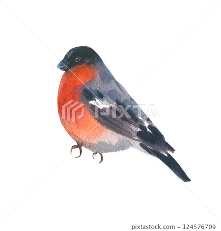 Watercolor illustration of a bullfinch with a bright red breast on a white background. Perfect for winter and Christmas designs, greeting cards, holiday decorations, and seasonal projects. 124576709