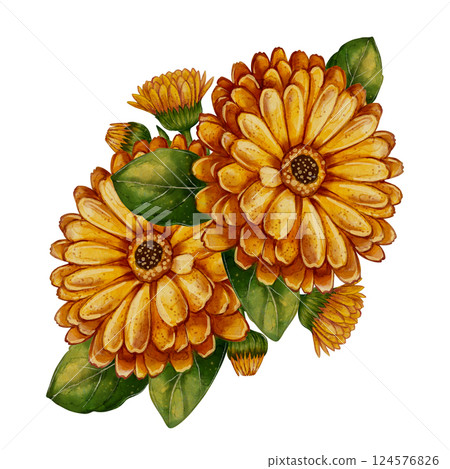 calendula, botanical Watercolor illustration 124576826