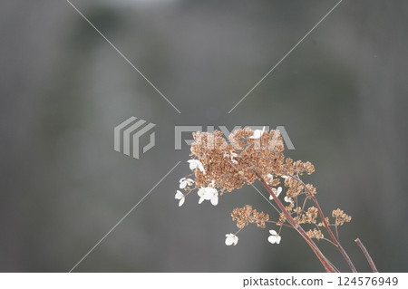 北海道的冬天與溲疏 124576949