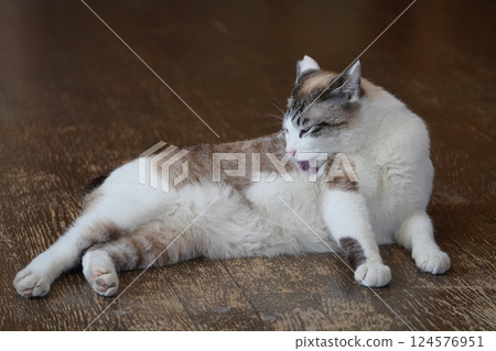 Sakuraneko 打扮自己 Sakuraneko 打扮自己 124576951