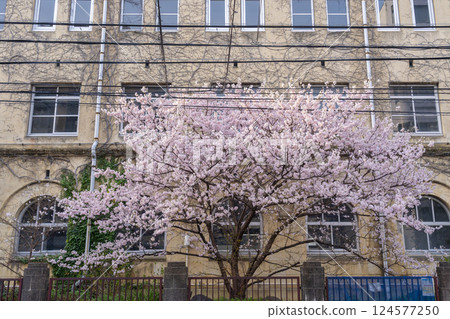 Former Seitoku Junior High School - Early-blooming cherry blossoms "Harumeki Sakura" 124577250