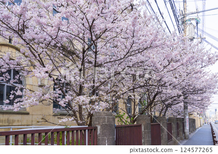 舊聖德中學 - 早開的櫻花“春櫻” 舊聖德中學 - 早開的櫻花“春櫻” 124577265