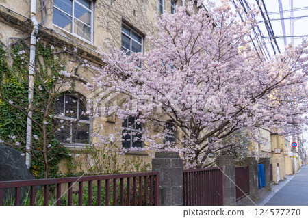 舊聖德中學 - 早開的櫻花“春櫻” 舊聖德中學 - 早開的櫻花“春櫻” 124577270