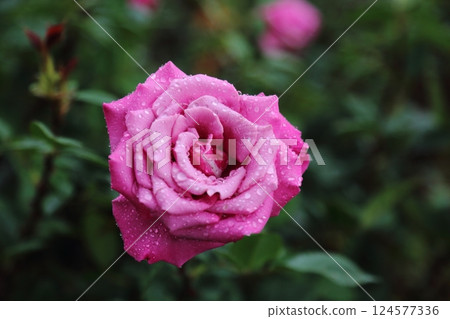 荒尾市少女公民花壇玫瑰花, 荒尾市少女公民花壇玫瑰花, 124577336