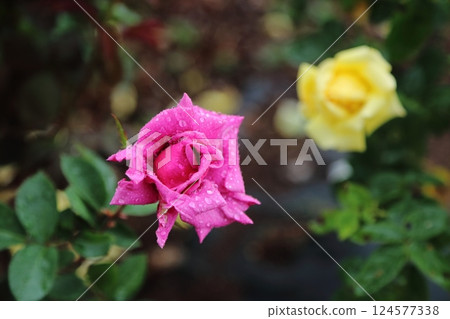 荒尾市少女公民花壇玫瑰花, 荒尾市少女公民花壇玫瑰花, 124577338