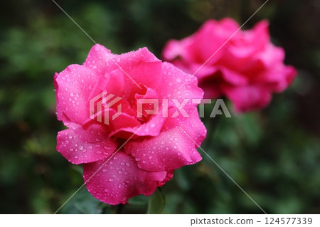 荒尾市少女公民花壇玫瑰花, 荒尾市少女公民花壇玫瑰花, 124577339