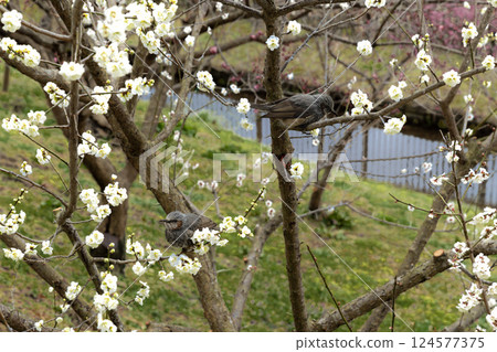 Plum blossoms and brown-eared bulbuls at Mito Kairakuen 124577375