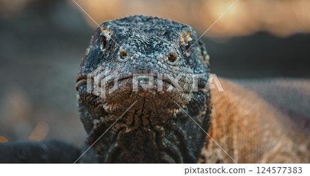 Komodo dragon staring intensely, its rough, scaly skin and powerful jaws on full display, creating a captivating and slightly intimidating portrait of wildlife 124577383