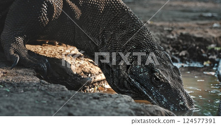 Large Komodo dragon (Varanus Komodoensis) drinking in a pond in its natural habitat, Komodo National Park, Rinca Island, Indonesia, showcasing its impressive size and prehistoric appearance 124577391