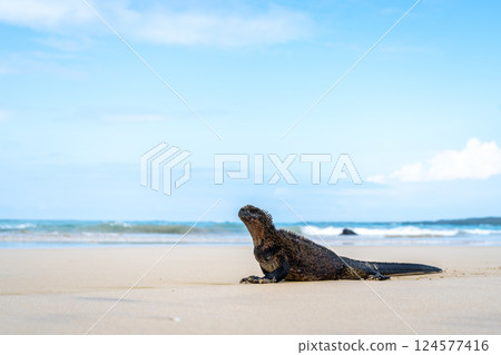 Marine iguana on the sandy shores of Isabela Island, Galapagos Archipelago, Ecuador Marine iguana on the sandy shores of Isabela Island, Galapagos Archipelago, Ecuador 124577416