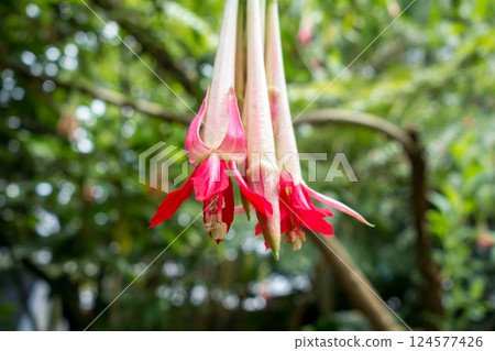 Red and white fuchsia flowers hanging amidst lush tropical green foliage Red and white fuchsia flowers hanging amidst lush tropical green foliage 124577426