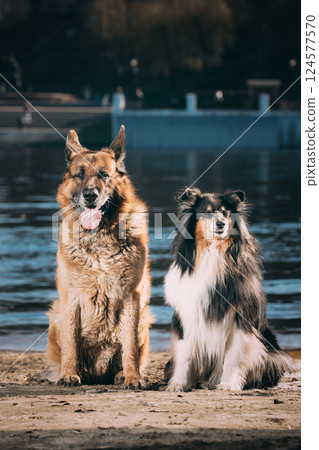 Alsatian Wolf Dog And Tricolor Rough Collie Sitiing Together In park. Funny Scottish Collie, Long-haired Collie, English Collie, Lassie Dog 124577570