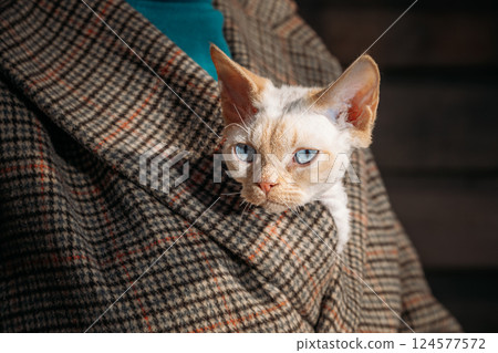 Cats Portrait. Obedient Devon Rex Cat With Bright White Orange Fur Color Peeks Out From Under Owners Coat. Curious Playful Funny Cute Amazing Devon Rex Cat. Bold Blue Cat Eyes. Amazing Happy Pets Cats Portrait. Obedient Devon Rex Cat With Bright White Orange Fur Color Peeks Out From Under Owners Coat. Curious Playful Funny Cute Amazing Devon Rex Cat. Bold Blue Cat Eyes. Amazing Happy Pets 124577572