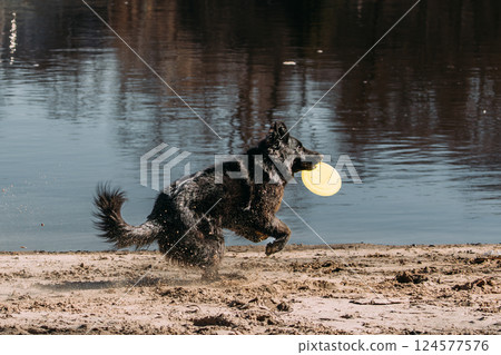 Alsatian Wolf Dog Or Black German Shepherd Dog Playing Outdoor With Flying Disc. Playful Pet Outdoors. Deutscher German Shepherd Dog Jumping Outdoor. Leisure Game For Dogs. Happy Pets Concept 124577576
