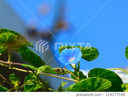 pretty morning glory flower 124577590