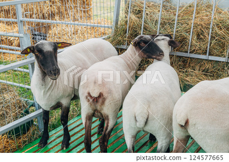 Black and white fluffy sheep eat hay, leaning out from behind the fence of the pen on the farm 124577665