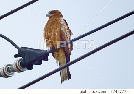 Black Kite getting wet in the rain Black Kite getting wet in the rain 124577703