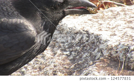 A crow preying on a conch 124577831