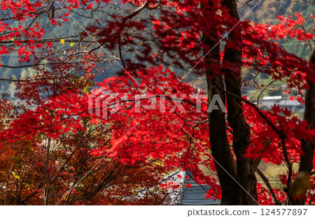 Autumn scenery Autumn scenery 124577897