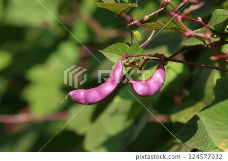 Closeup Hyacinth bean on the vine Closeup Hyacinth bean on the vine 124577932