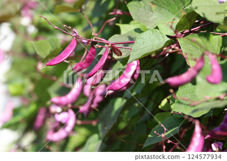 Bunch of Hyacinth bean pod on the vine 124577934