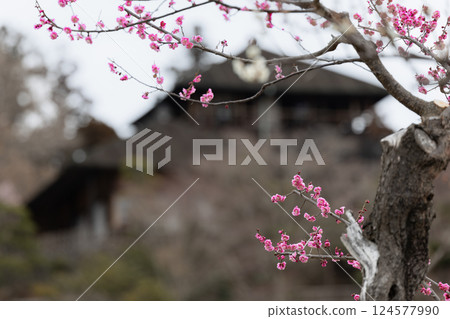 水戶偕樂園的梅花和好文亭 124577990