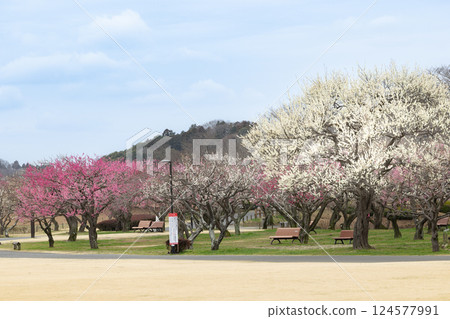 Plum blossoms in Mito Kairakuen 124577991