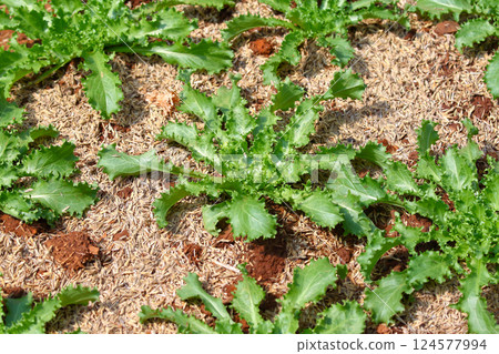 Endive growing on the garden bed 124577994