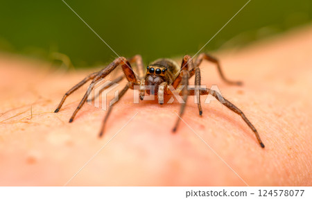 Poisonous spider on human skin close-up, dangerous arachnid with hairy legs and multiple eyes, venomous creature crawling on person, macro photography of spider on body, wildlife on human Poisonous spider on human skin close-up, dangerous arachnid with hairy legs and multiple eyes, venomous creature crawling on person, macro photography of spider on body, wildlife on human 124578077
