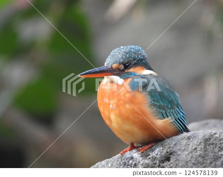 城市翠鳥 城市翠鳥 124578139