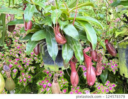 吃昆蟲植物內田一男 124578379