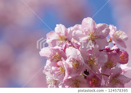 河津櫻花宣布春天的到來 124578395