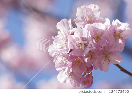 Kawazu cherry blossoms herald the arrival of spring under blue skies Kawazu cherry blossoms herald the arrival of spring under blue skies 124578400