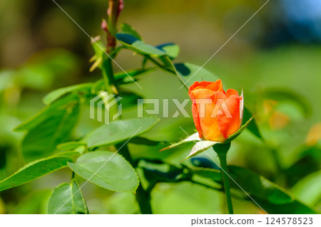 Orange roses from bud to bloom 124578523